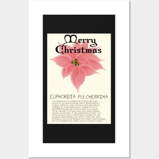 Pink Poinsetta Genus Christmas Card Posters and Art